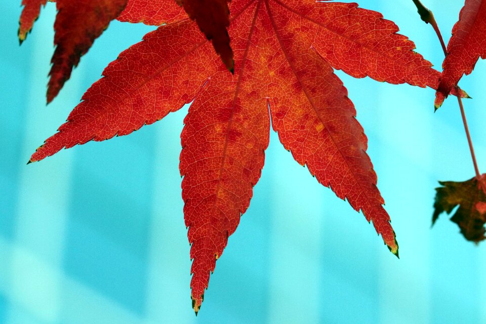 Nature wood leaf