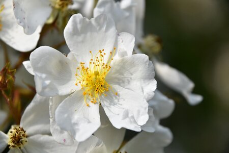 Nature flowering garden photo