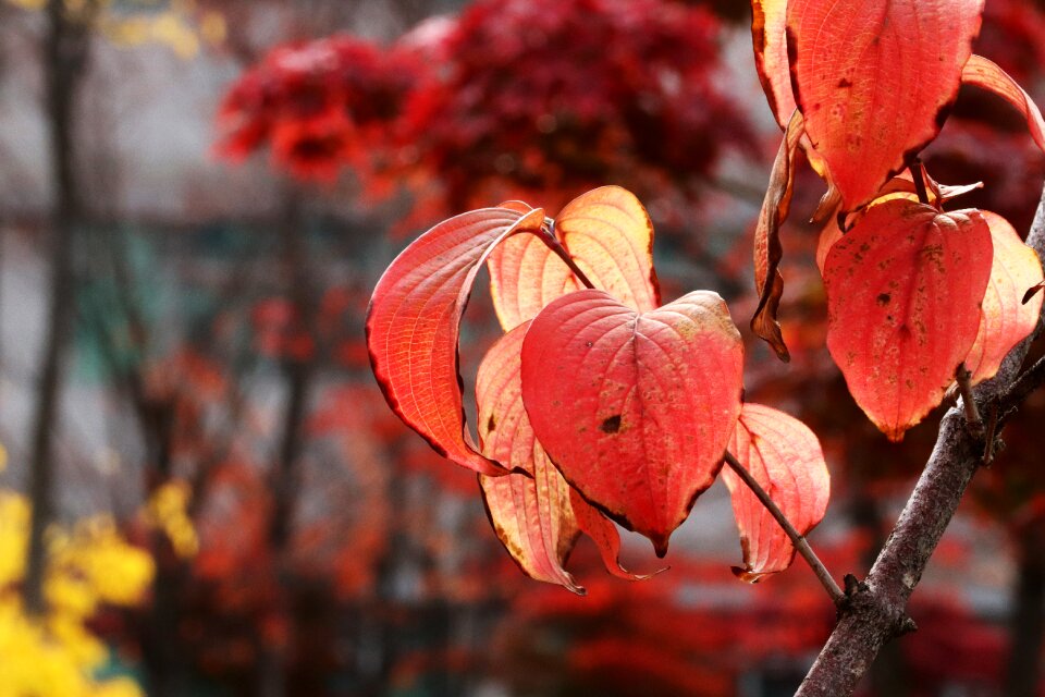 Nature wood leaf