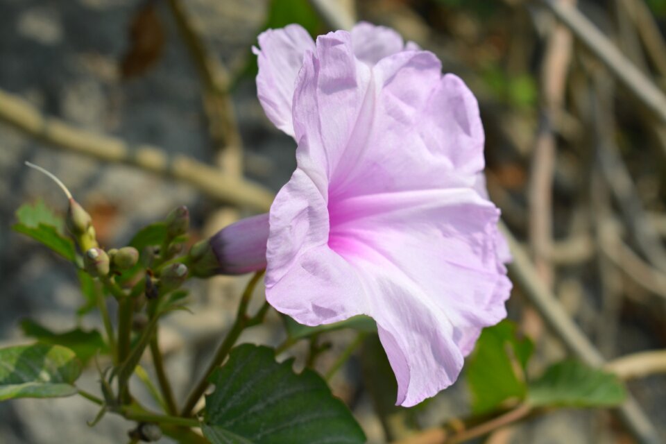 Morning glory flower winter