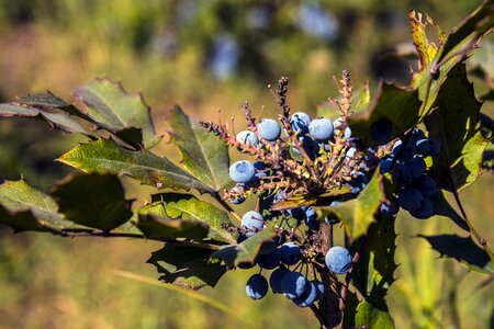 Fresh blue juicy