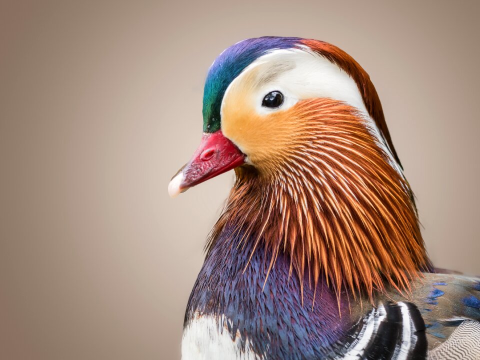 Bird water bird plumage