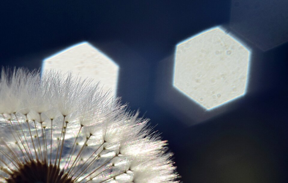 Sunlight hell close up
