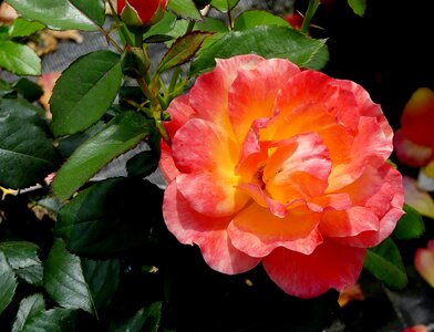 Orange rose close up rose lachs