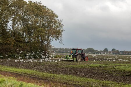 Seagulls field harvest
