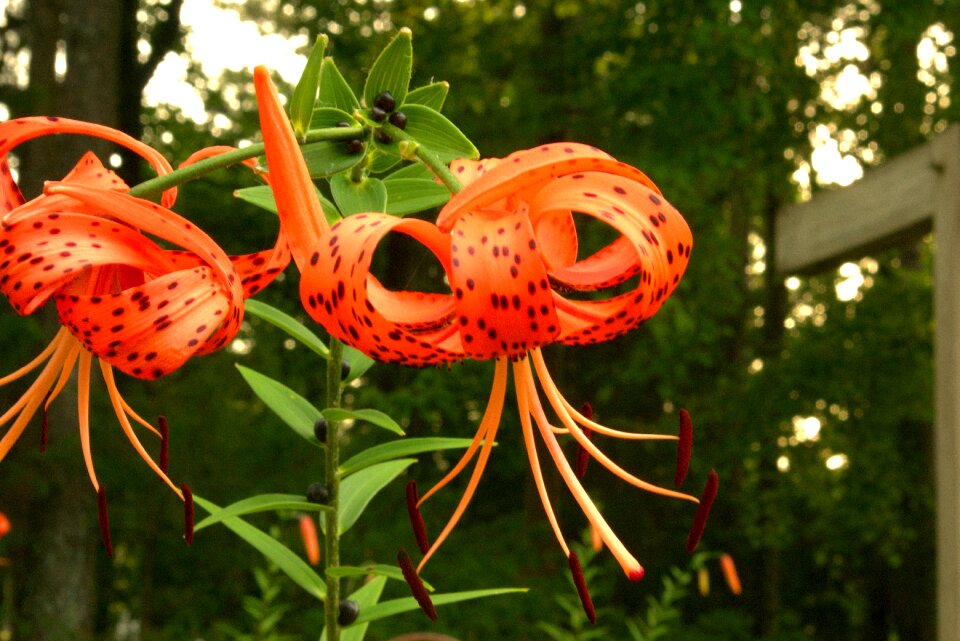 Floral garden bloom