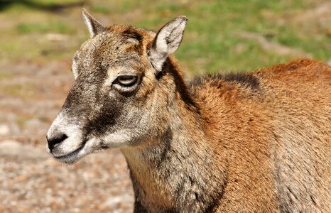 Ungulate horned wild