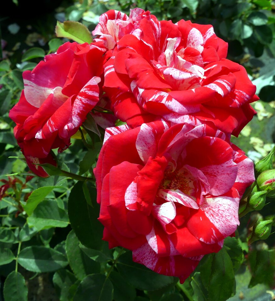Red white romantic