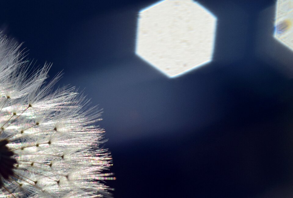 Sunlight hell close up