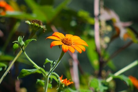 Summer petals bloom