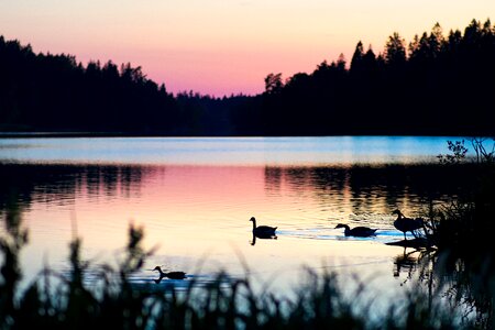 Water sky geese