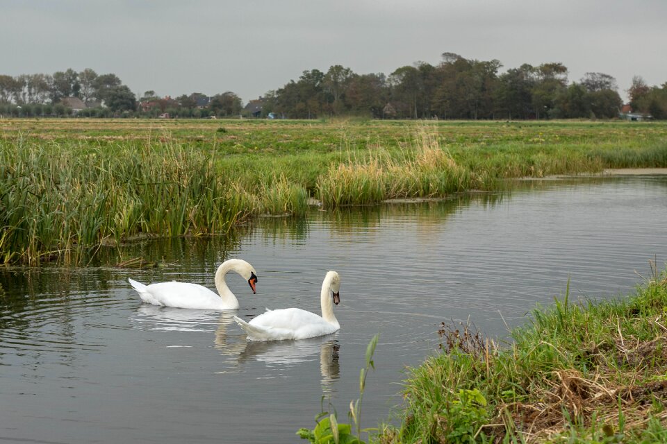Ditch waterfowl animal