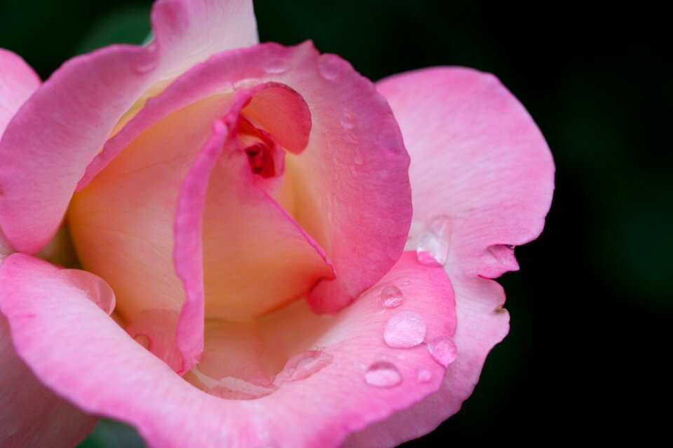 Petal drop black background