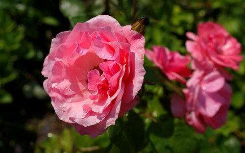 Autumn beauty macro photo