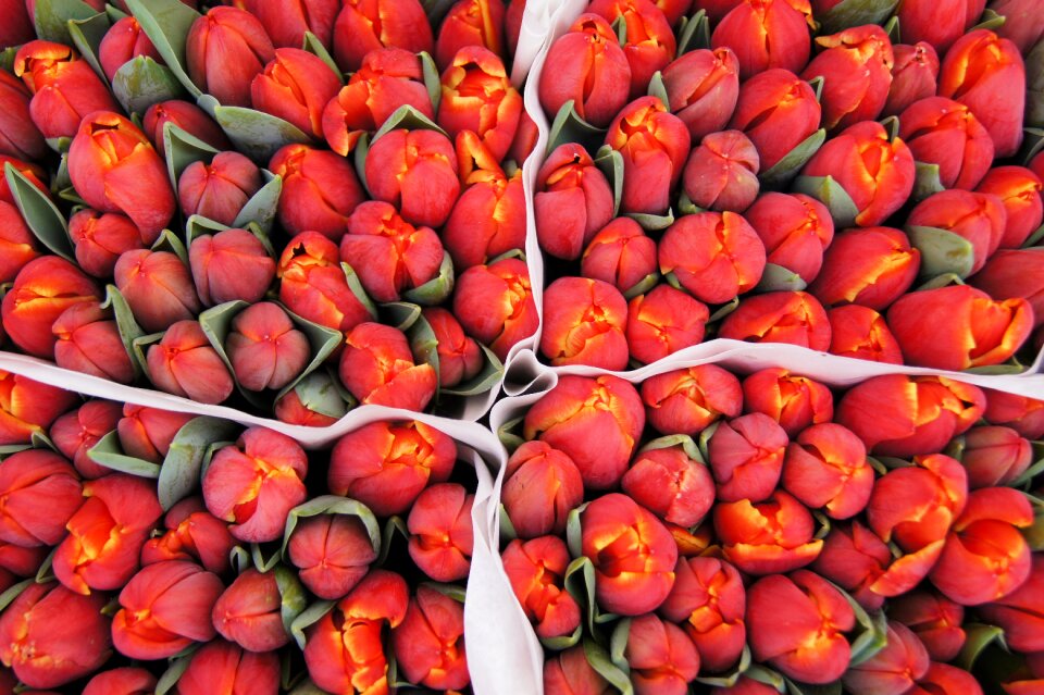 Market holland garden