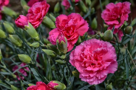 Carnations roses spring flowers