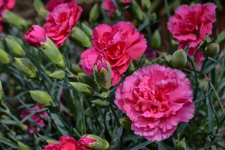 Carnations roses spring flowers photo