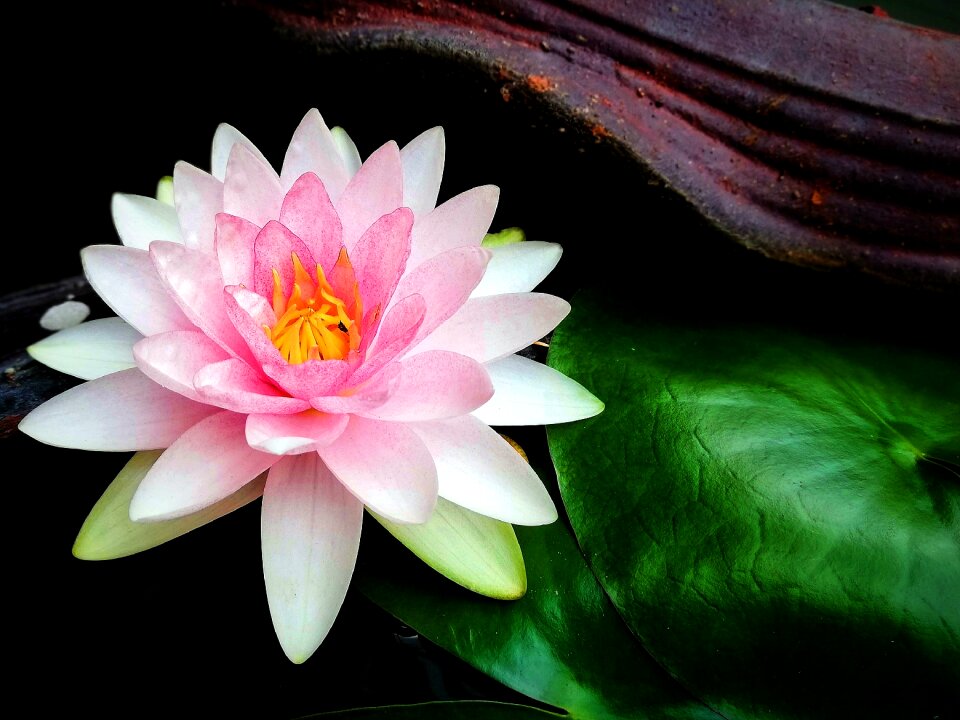 Nature pink nymphaeaceae