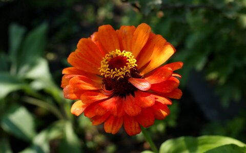 Autumn beauty macro photo