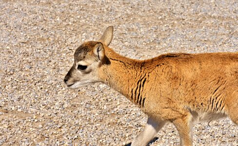 Wild animal european mouflon ungulate photo