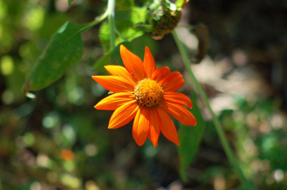 Orange petals botany