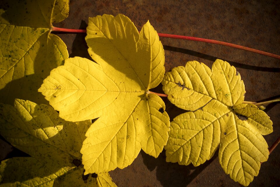 Tree forest yellow