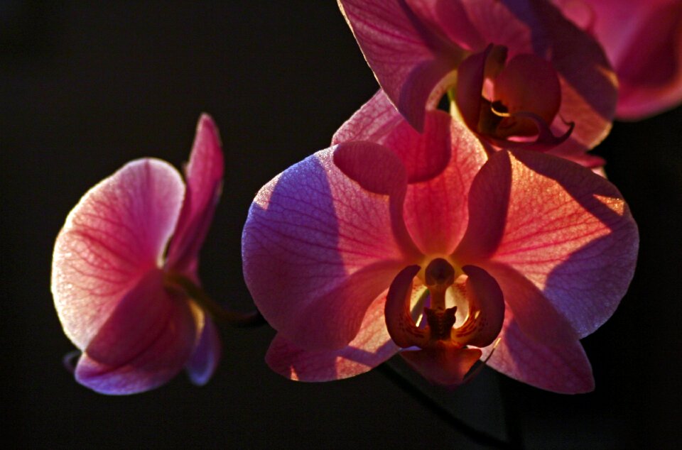 Decorative phanaelopsis flower