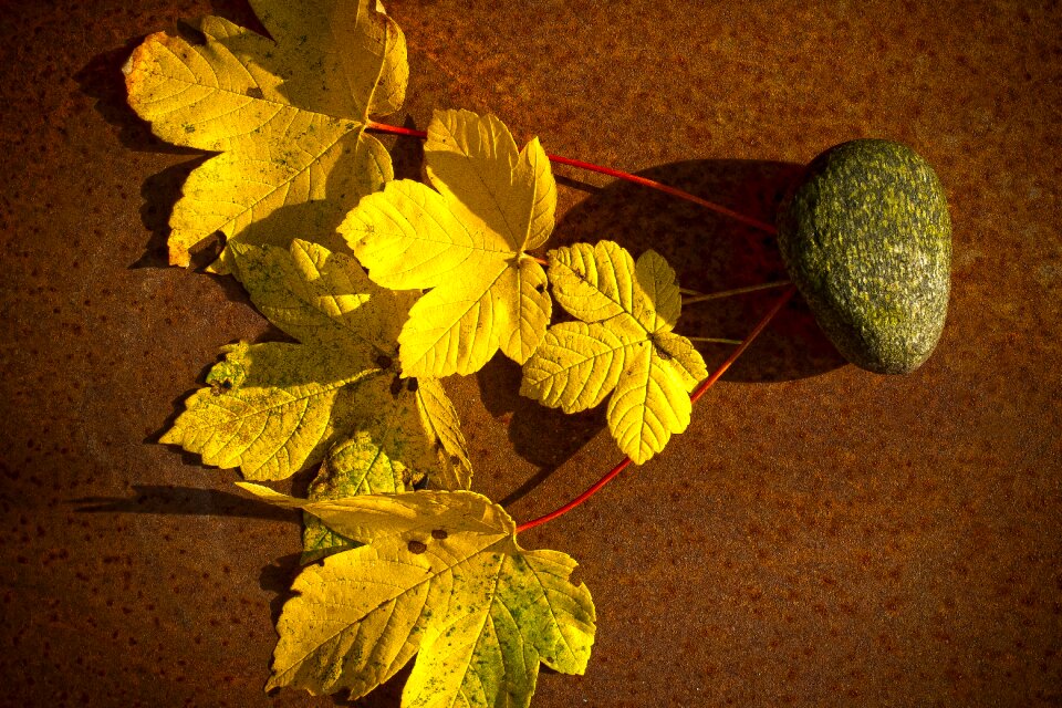 Tree forest yellow