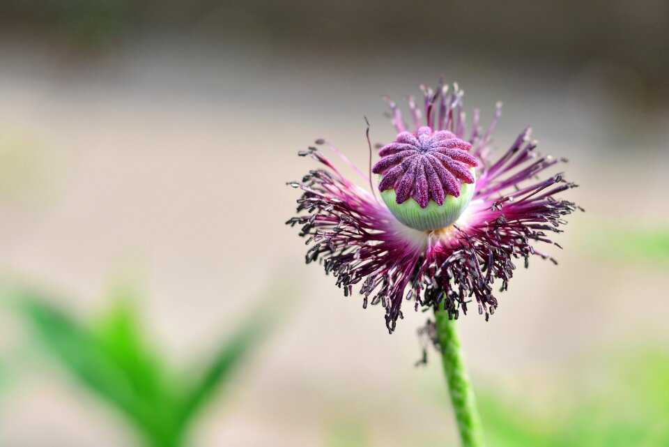 Klatschmohn mohngewaechs blossom