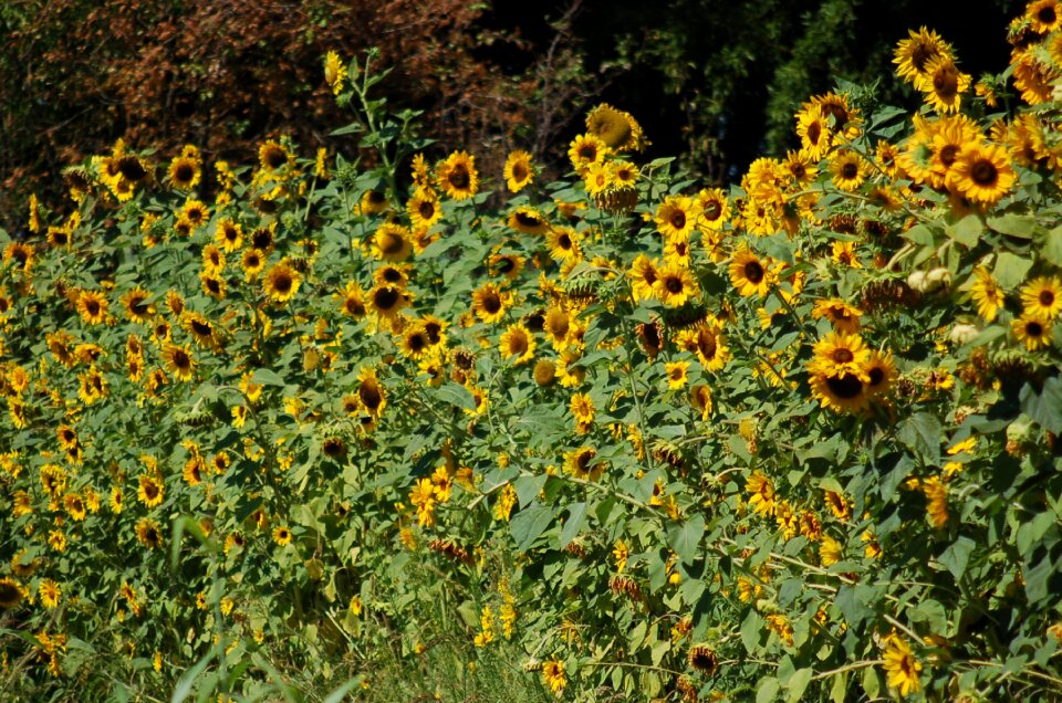 Growth summer nature