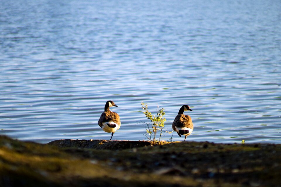 Together birds nature