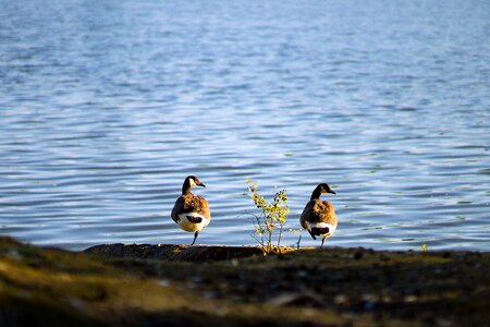 Together birds nature