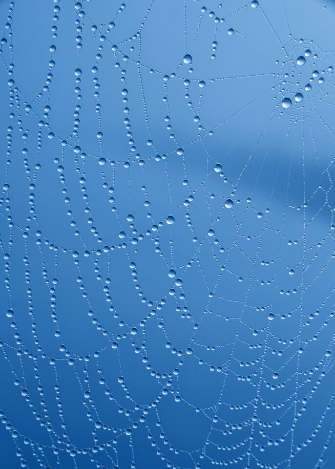 Mirroring blue dew