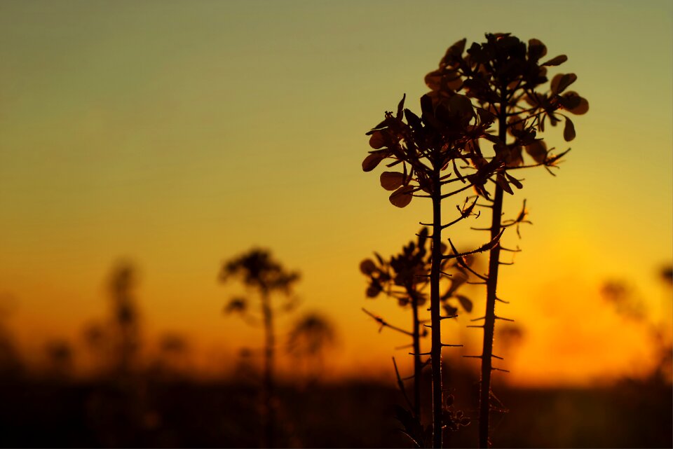 Landscape field nature photo