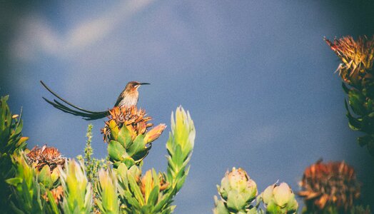 Sugarbird cape sugarbird nature