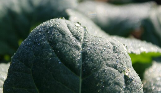 Spinach nature dewdrop