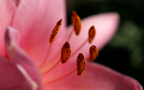 Autumn beauty macro photo