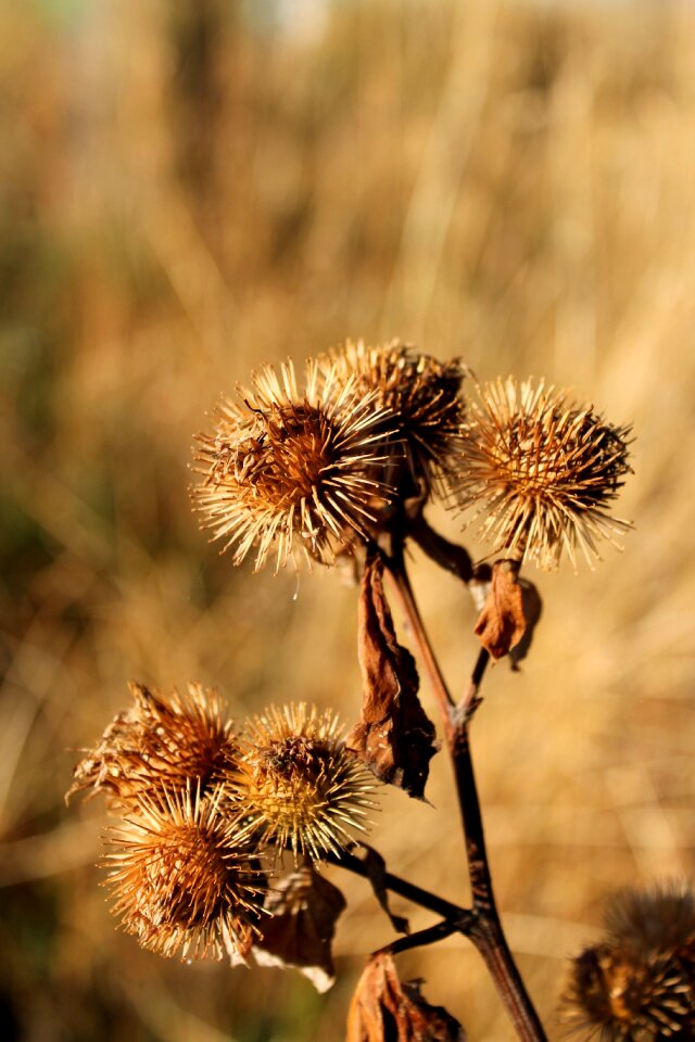 Nature flower prickly