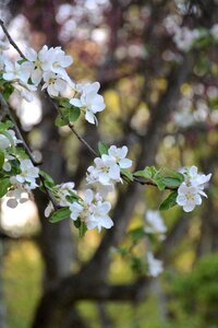 Nature cherry plant