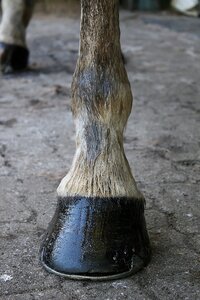 Hoof care foot animal photo