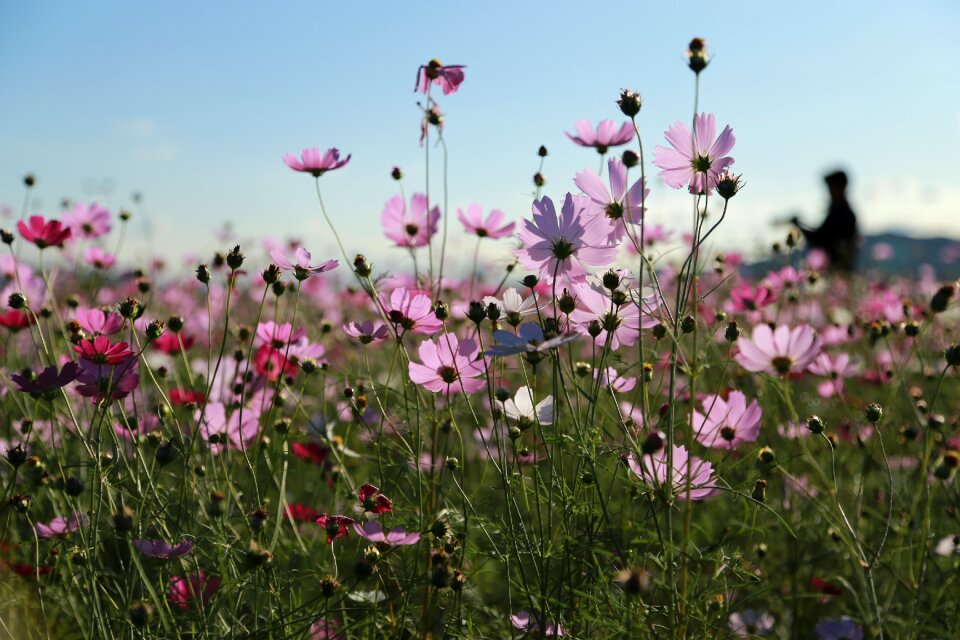 Plants summer flower garden