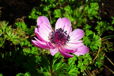 Anemone pink garden photo