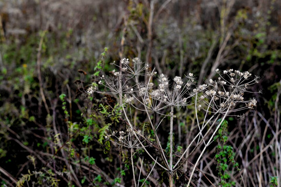 Withered trist grass