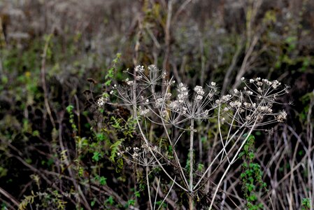 Withered trist grass