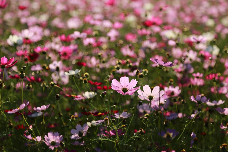 Plants summer flower garden
