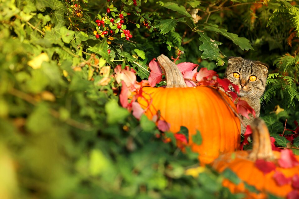Ivy sunset halloween