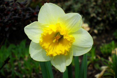Flower spring narcissus trąbkowy photo