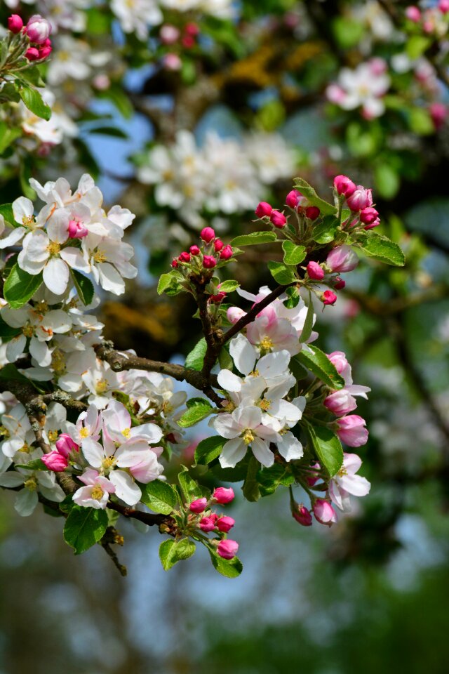 Flowers apple blossom tree