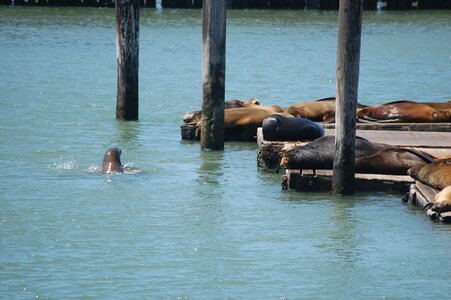Pier america nature