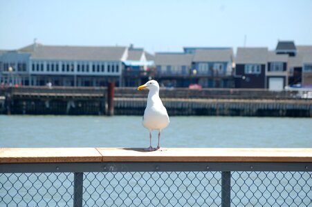 Pier america nature